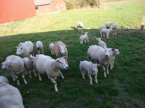 Får på sommergræs